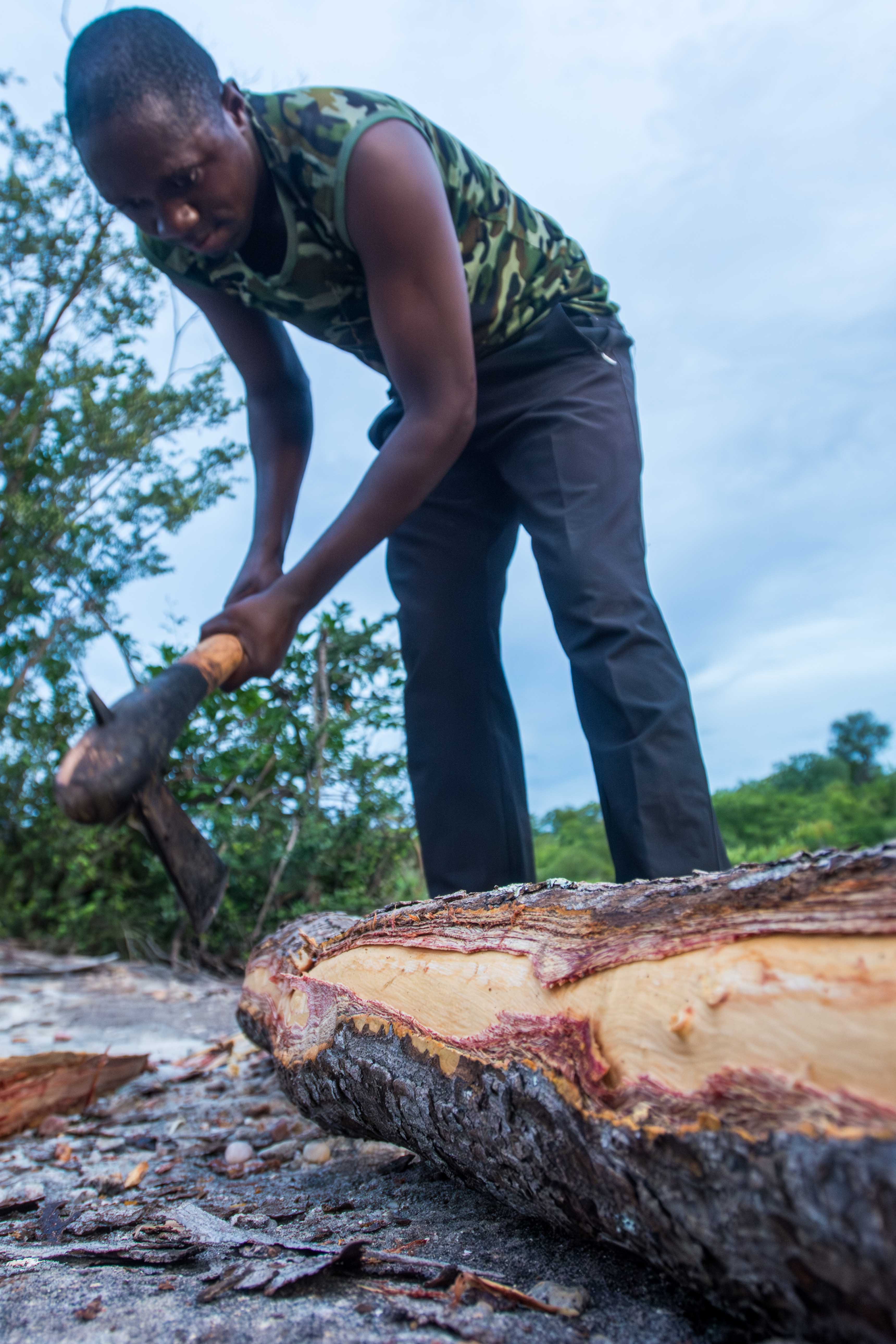 Axe striking freshly cut mukula wood