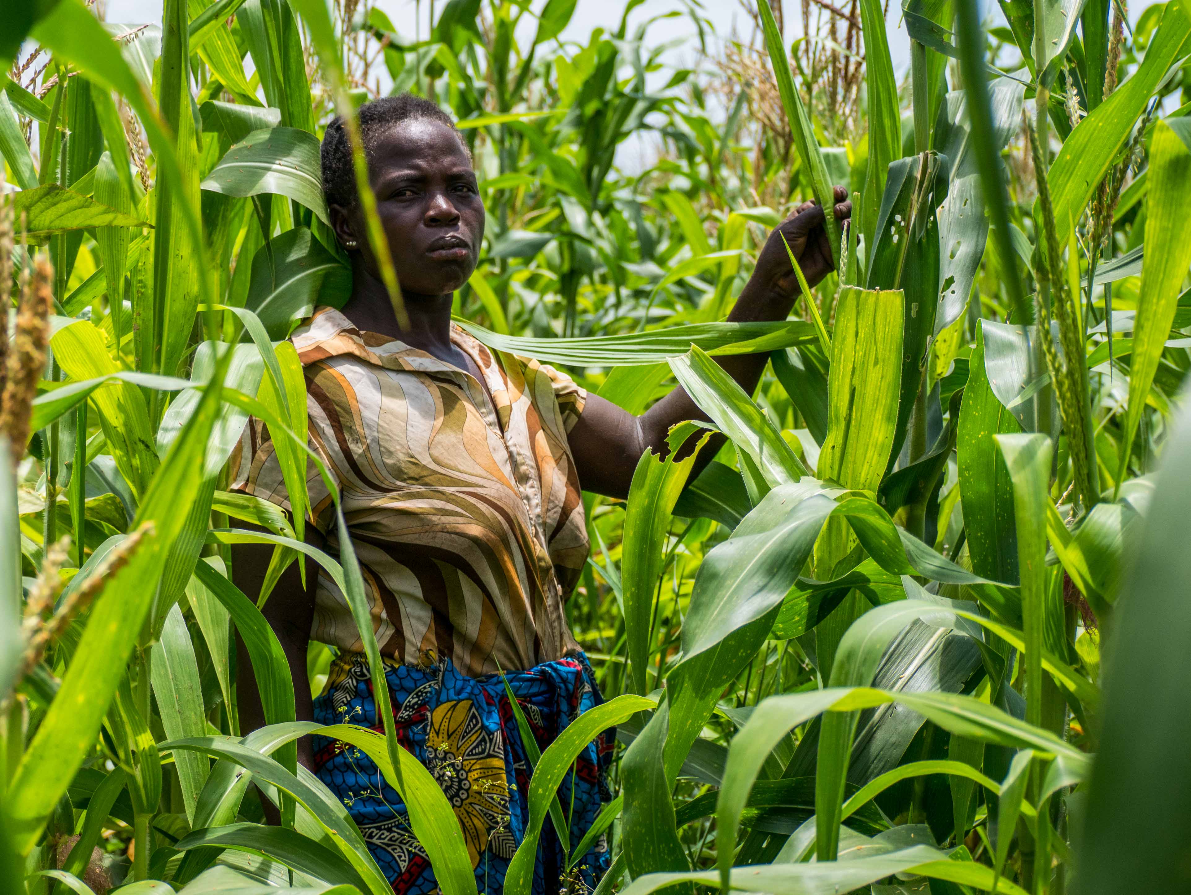 Joyce, portrait among the corn stalks