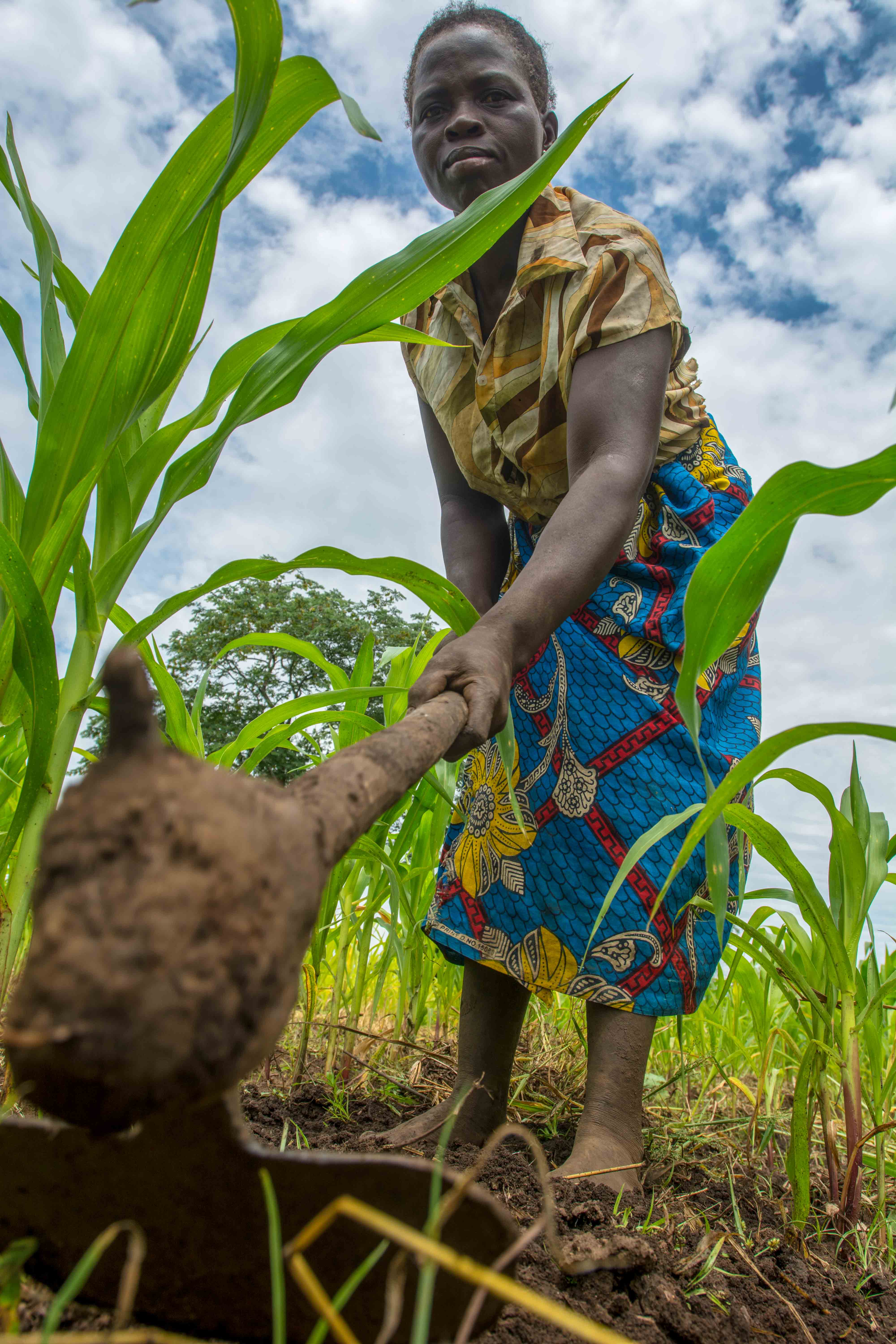 Joyce pulling a root from the soil