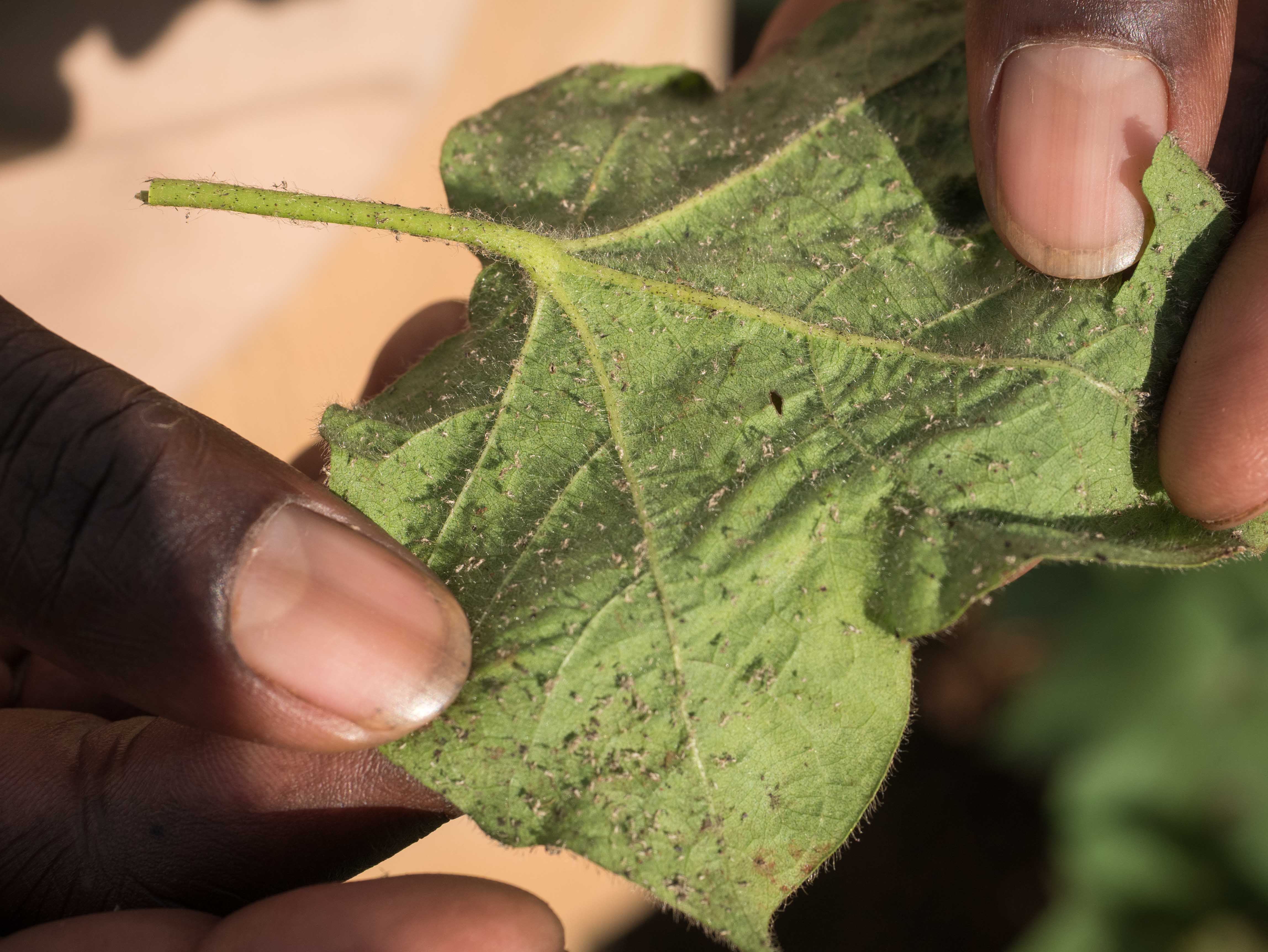 Close-up of an aphid-damaged cotton leaf