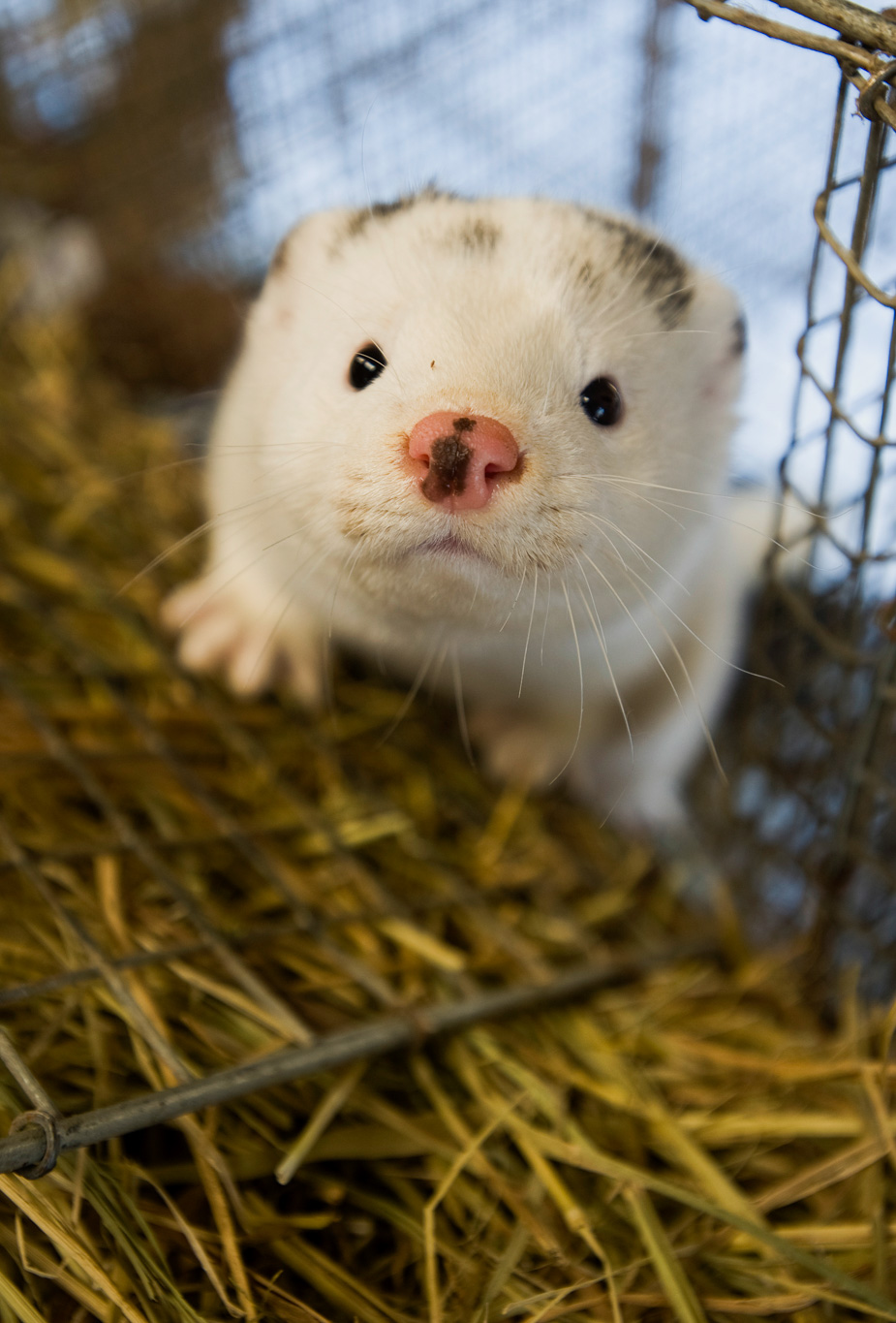 White mink in hay