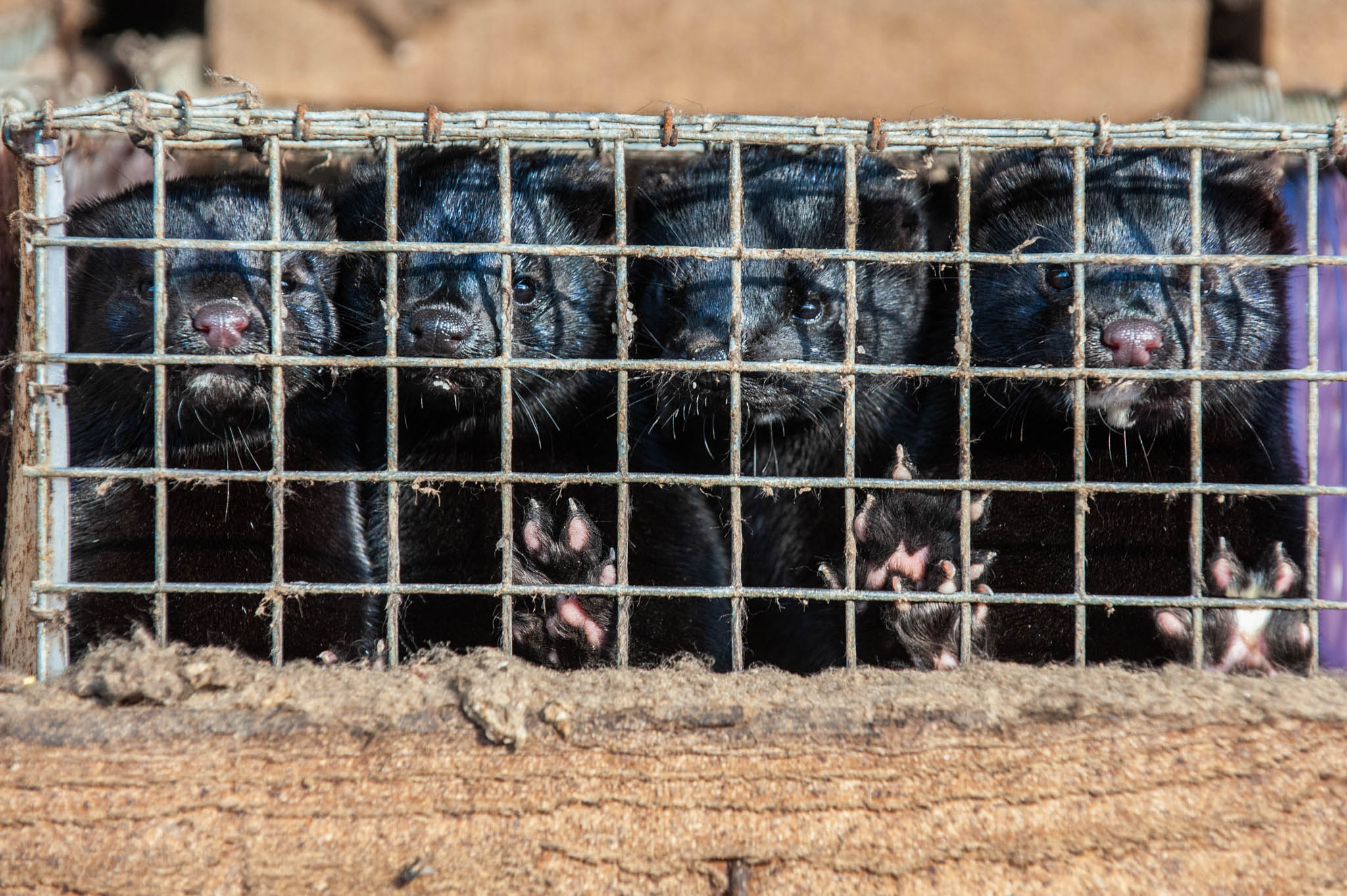 Mink faces at cage wire
