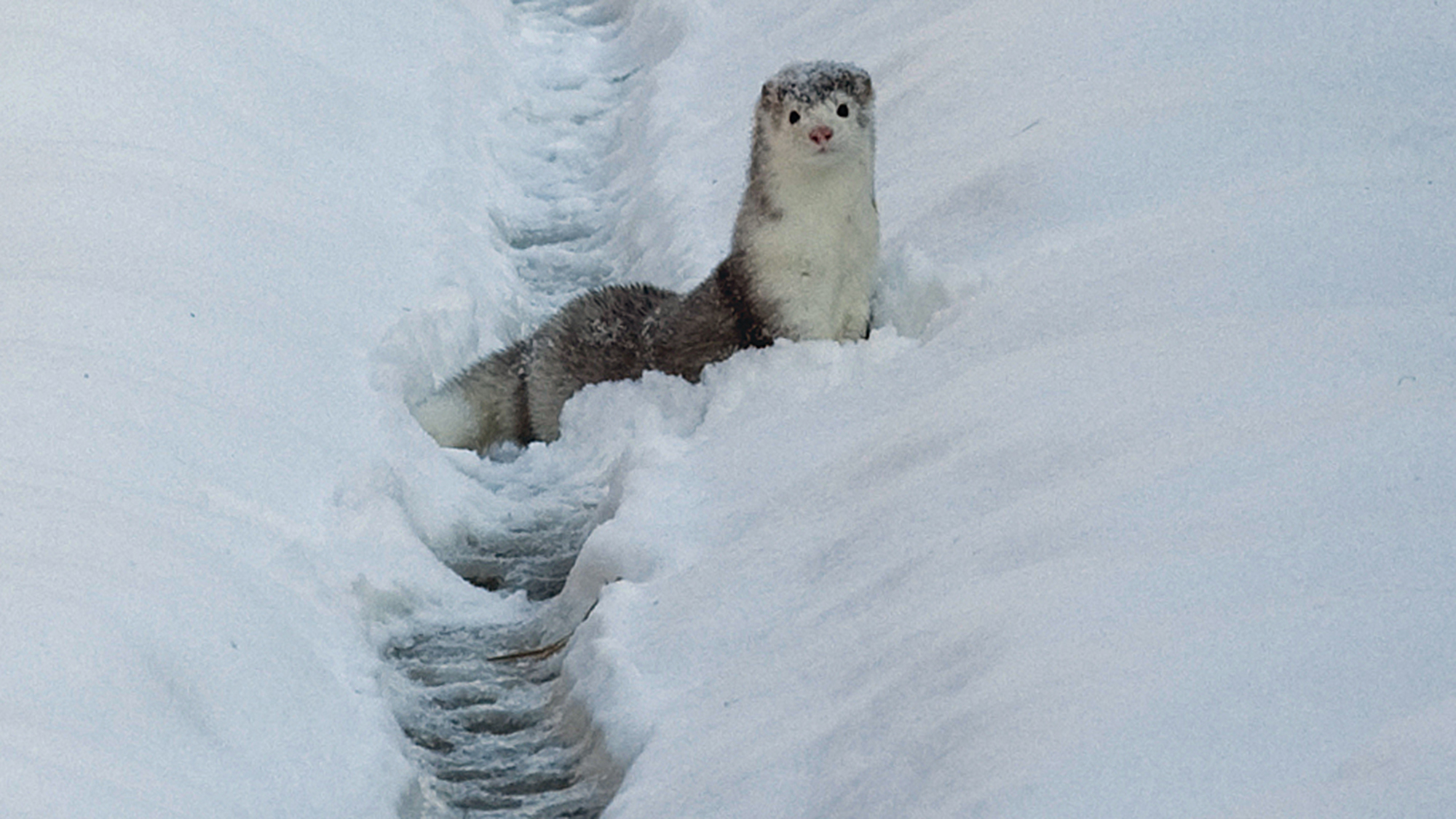 Escaped mink, Harbin