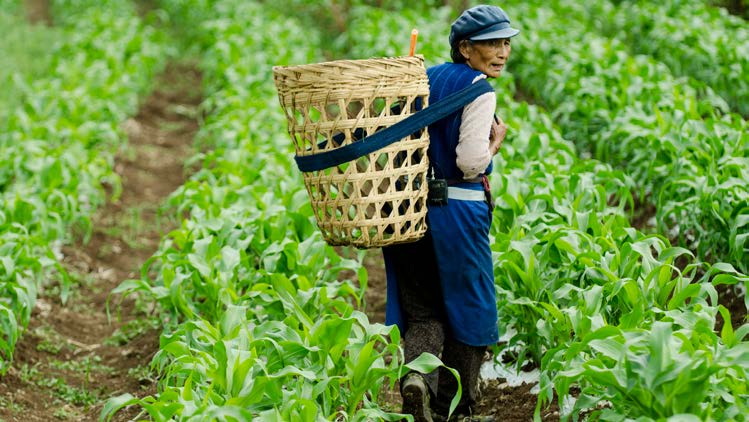 Naxi woman harvesting wheat, Baoshan Stone Village, Yunnan