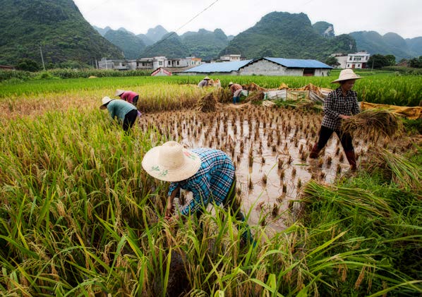 Rice paddy terraces, South West China