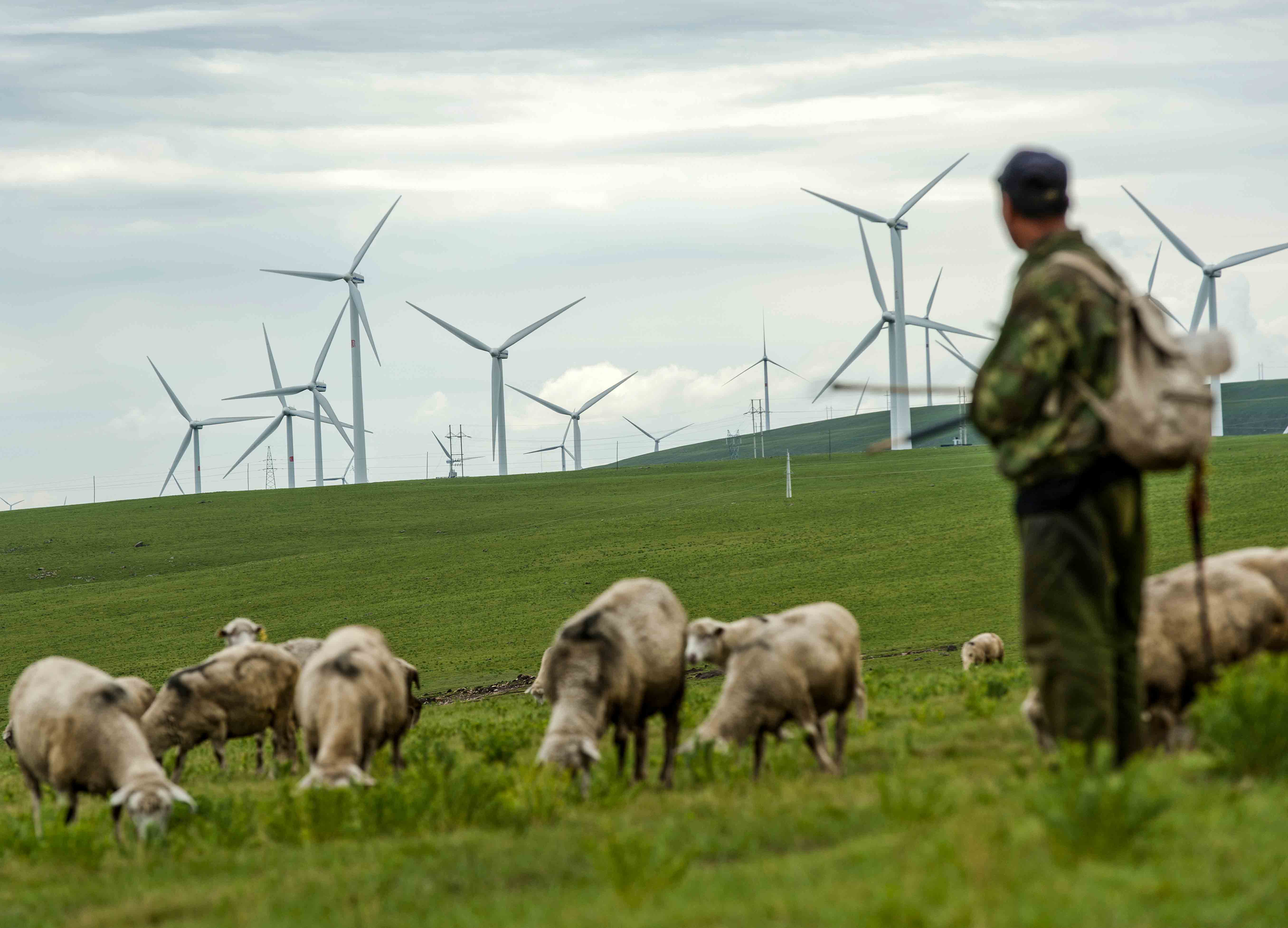 Shepherd and turbines
